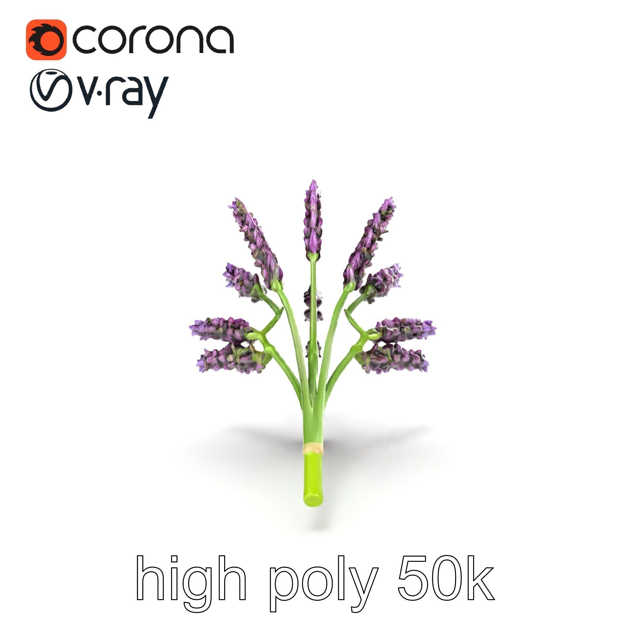 Realistic Lavender Plant Diversity model pack Low-poly 3D model_18