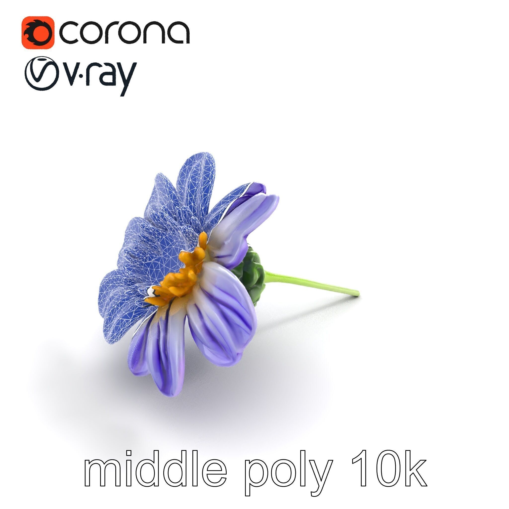 Lavandula Bicolor Flower Gradient Petals model pack Low-poly 3D model_10