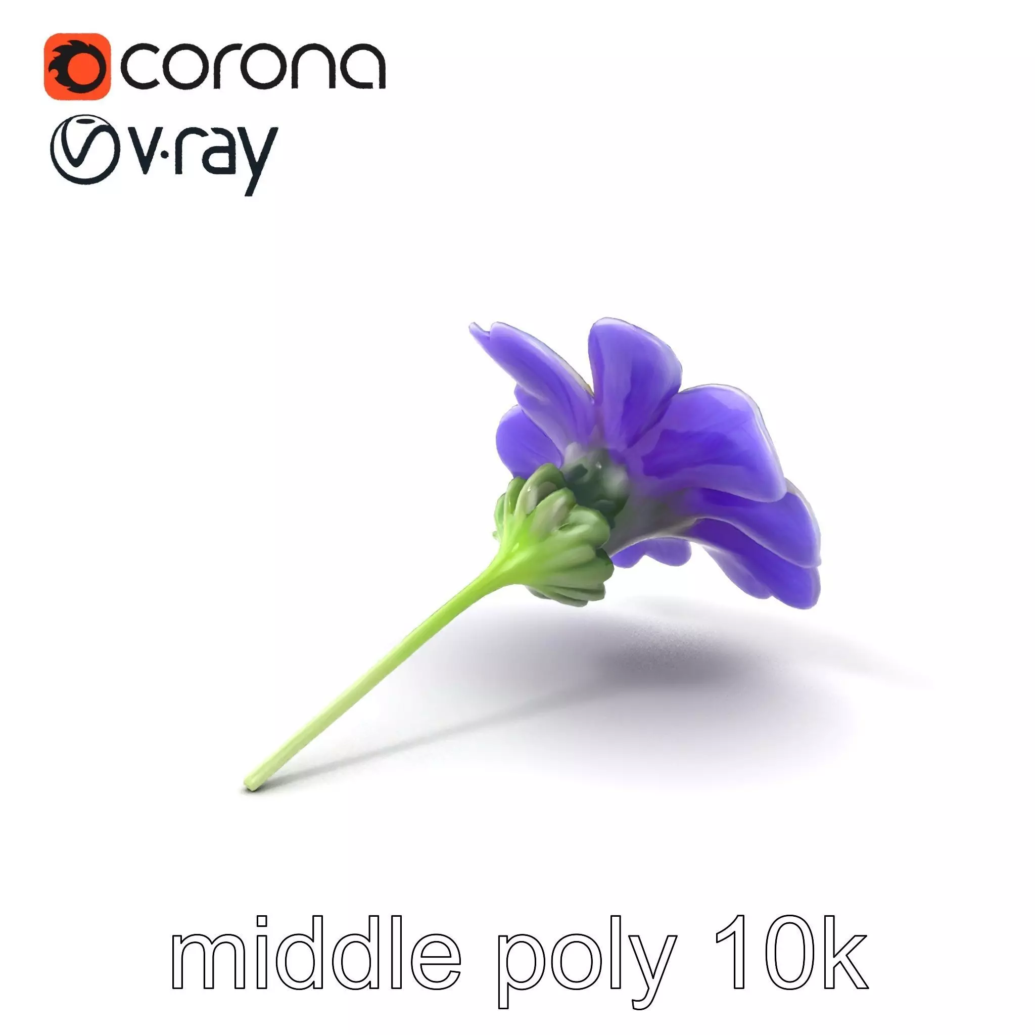 Lavandula Bicolor Flower Gradient Petals model pack Low-poly 3D model_0