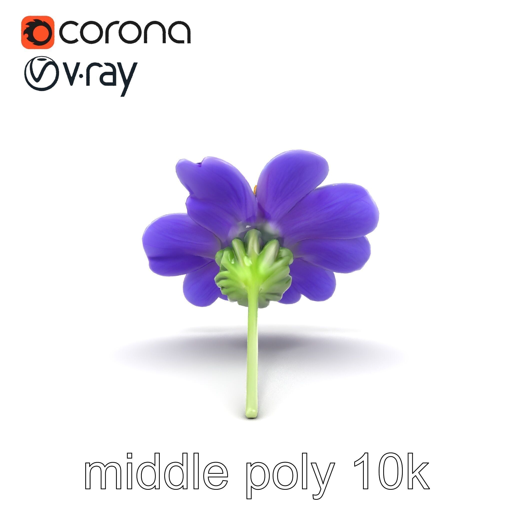 Lavandula Bicolor Flower Gradient Petals model pack Low-poly 3D model_19