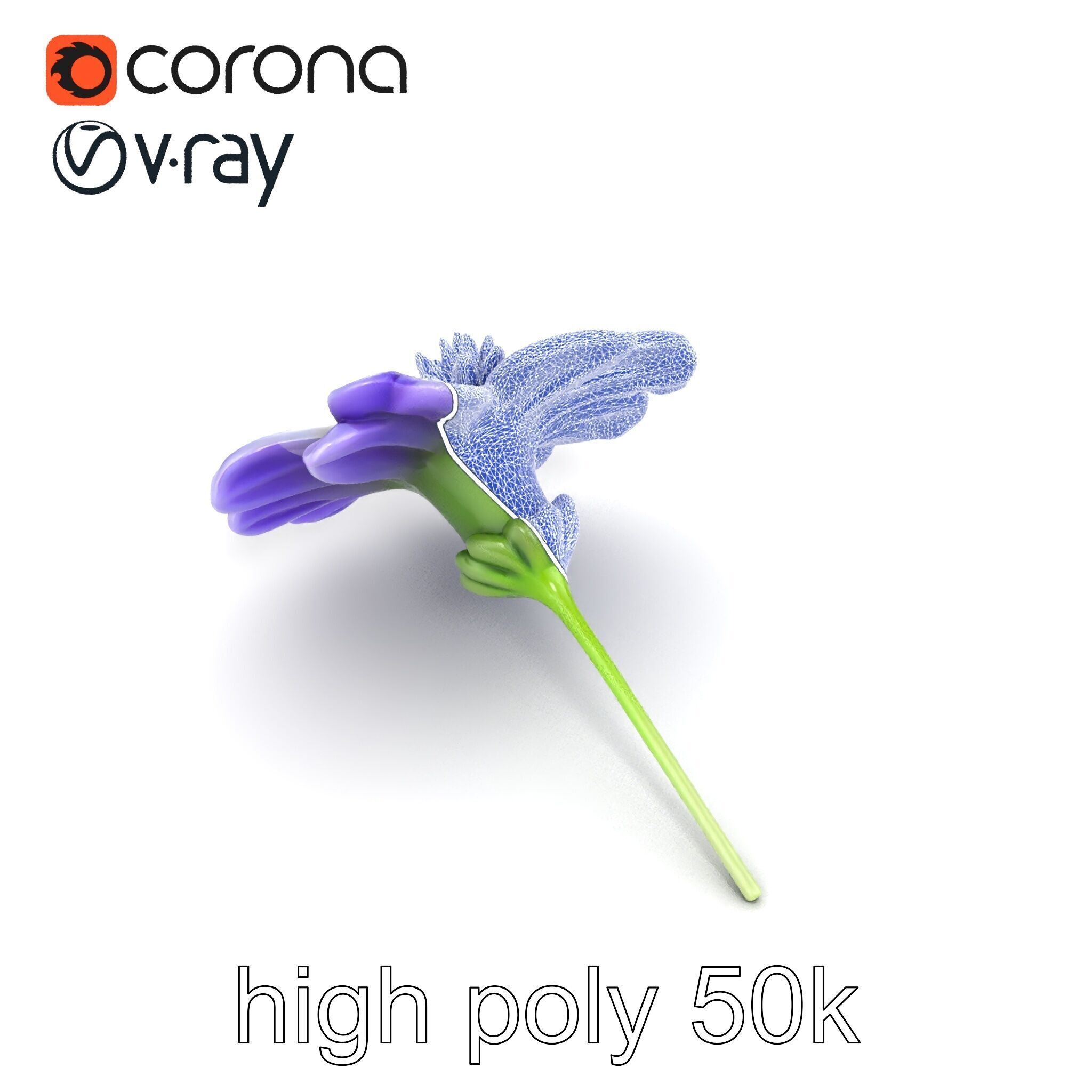 Lavandula Bicolor Flower Gradient Petals model pack Low-poly 3D model_14