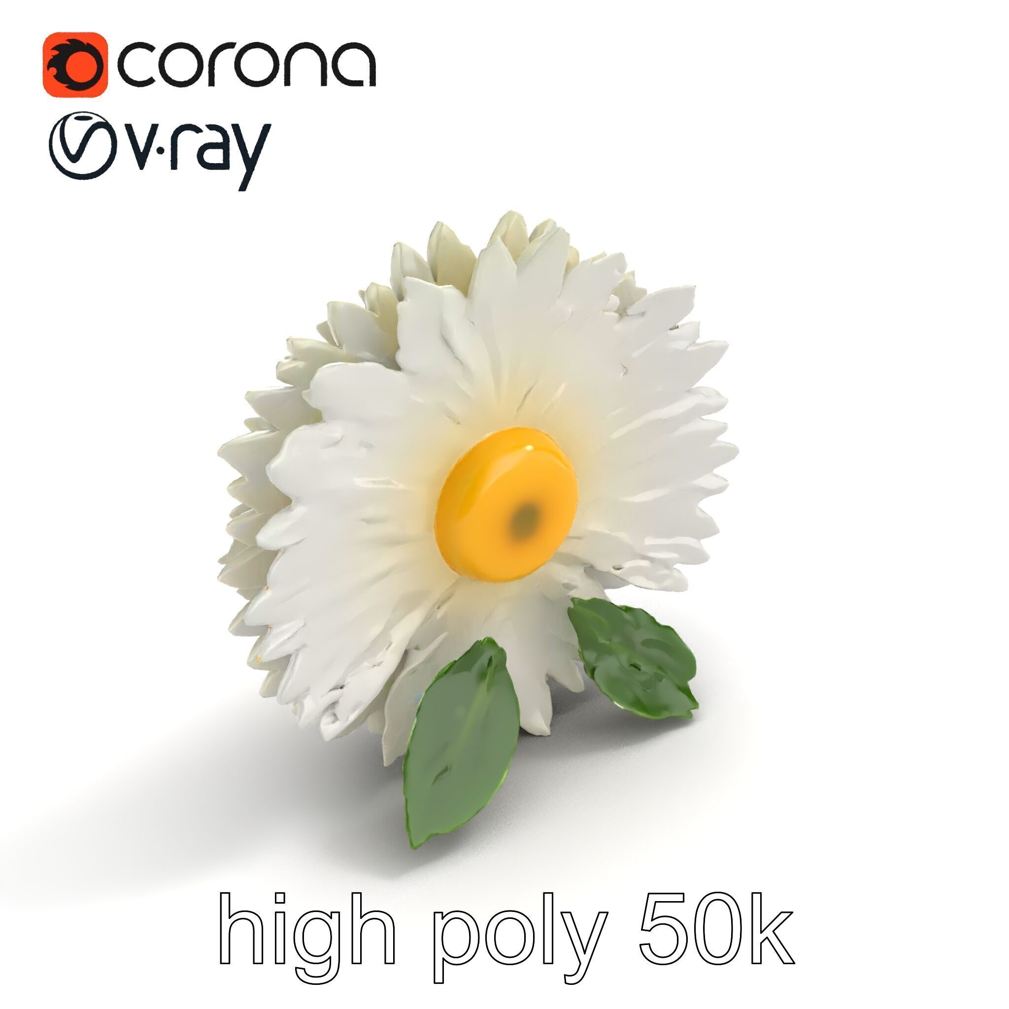 Chrysanthemum White Petal Realistic Texture model pack Low-poly 3D model_9