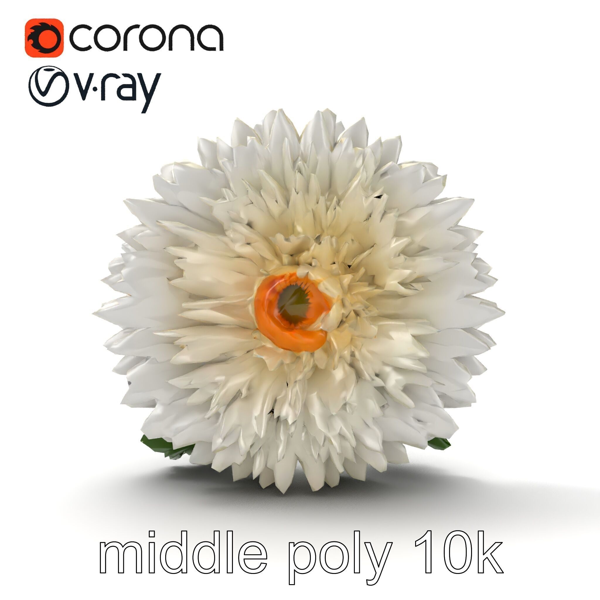 Chrysanthemum White Petal Realistic Texture model pack Low-poly 3D model_10