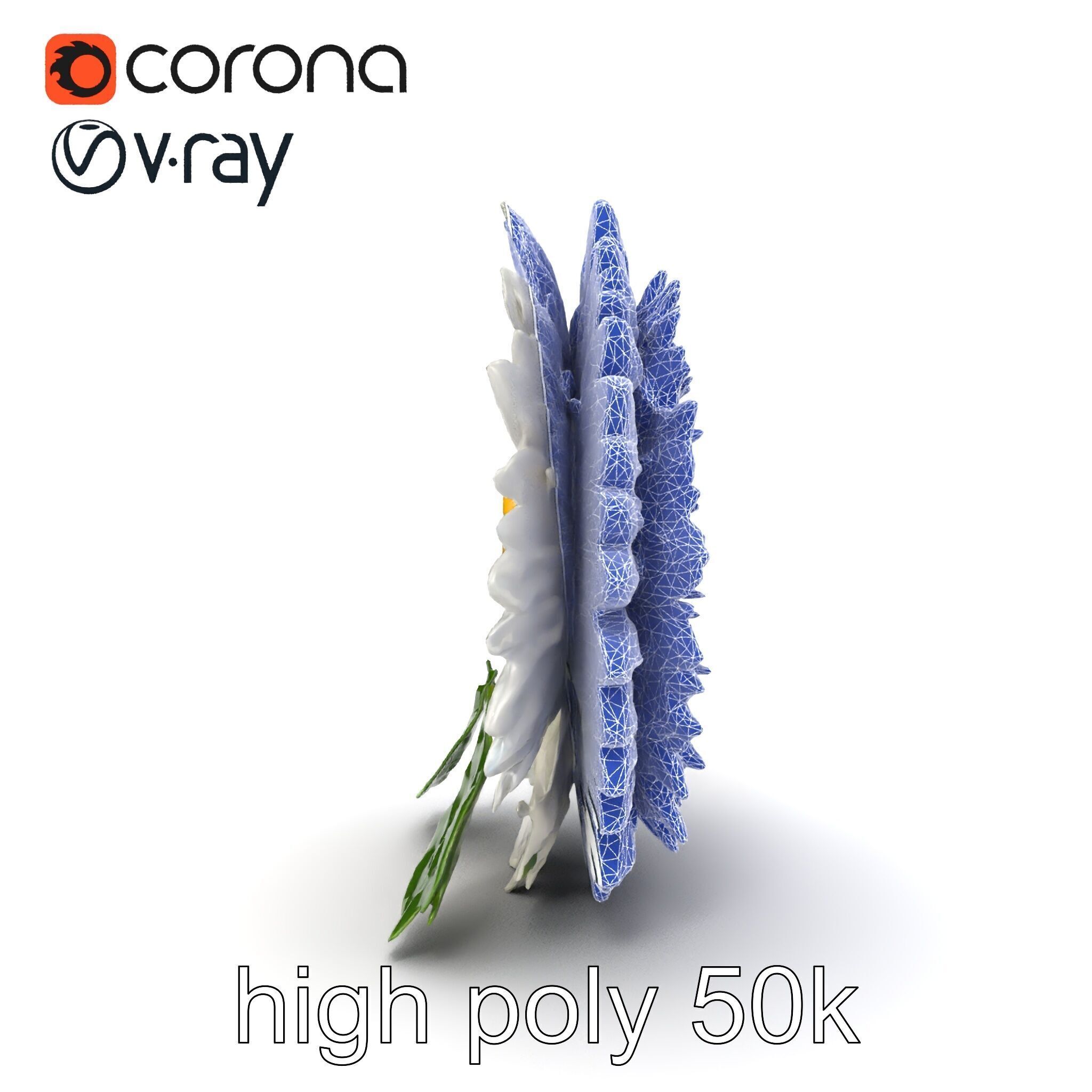 Chrysanthemum White Petal Realistic Texture model pack Low-poly 3D model_18