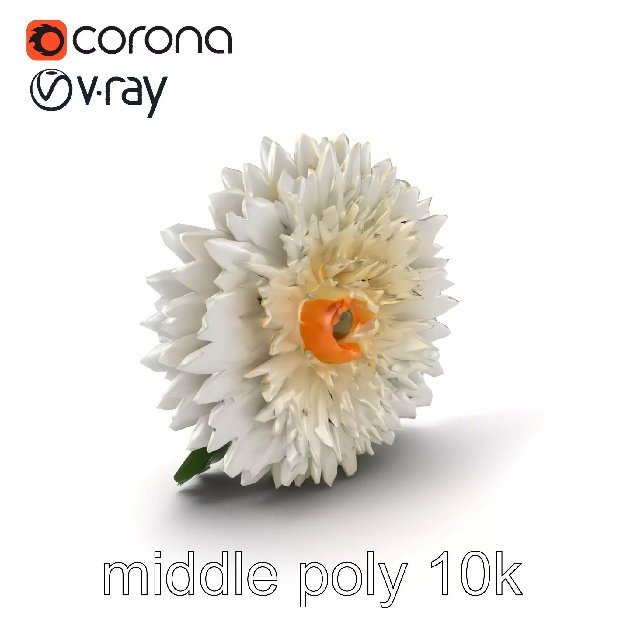 Chrysanthemum White Petal Realistic Texture model pack Low-poly 3D model_0
