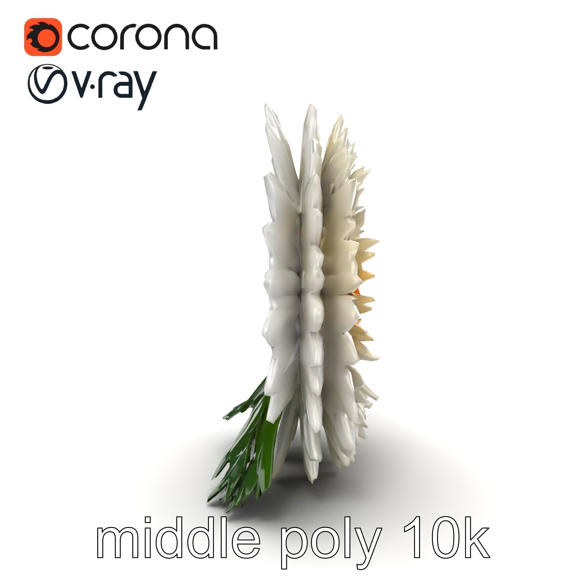 Chrysanthemum White Petal Realistic Texture model pack Low-poly 3D model_27