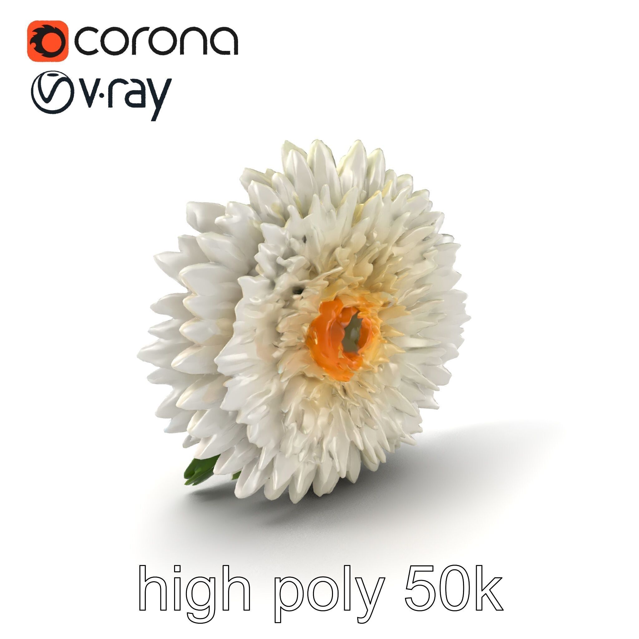 Chrysanthemum White Petal Realistic Texture model pack Low-poly 3D model_2