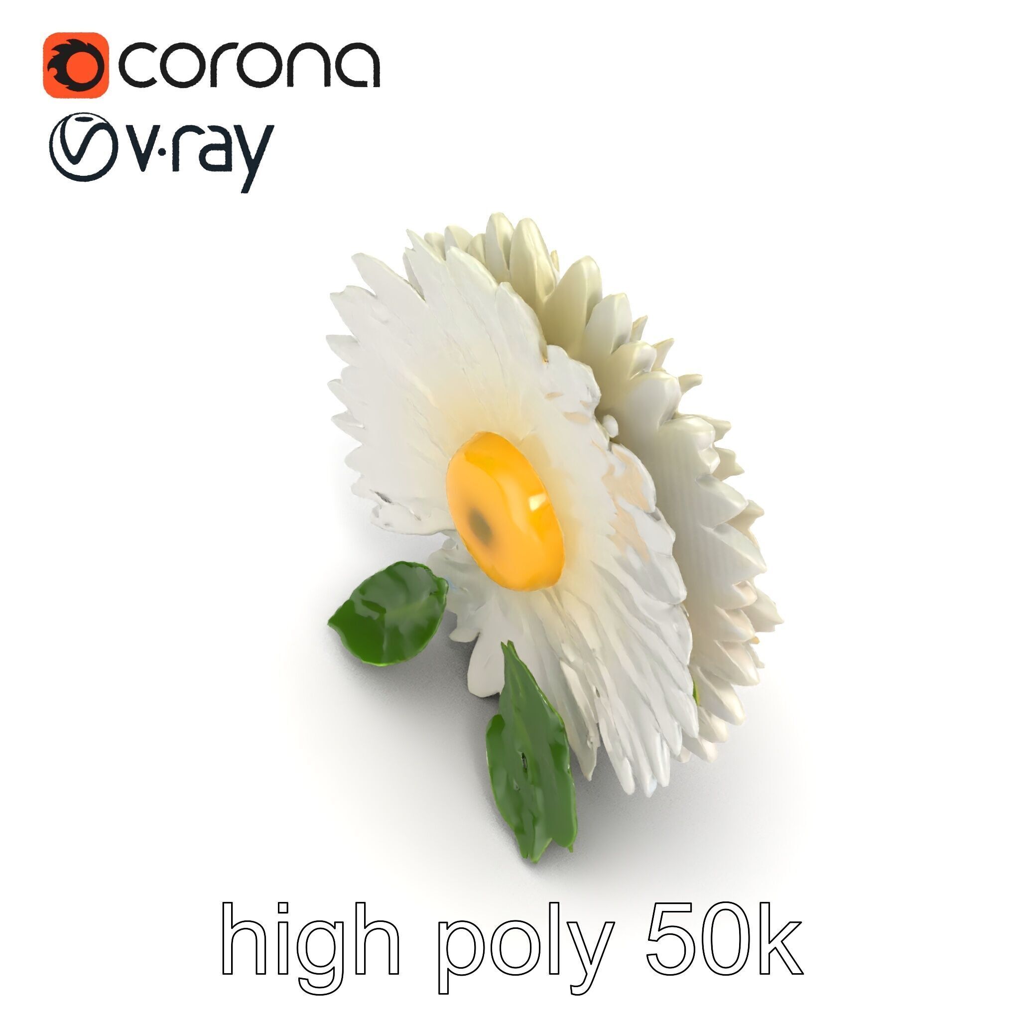 Chrysanthemum White Petal Realistic Texture model pack Low-poly 3D model_25