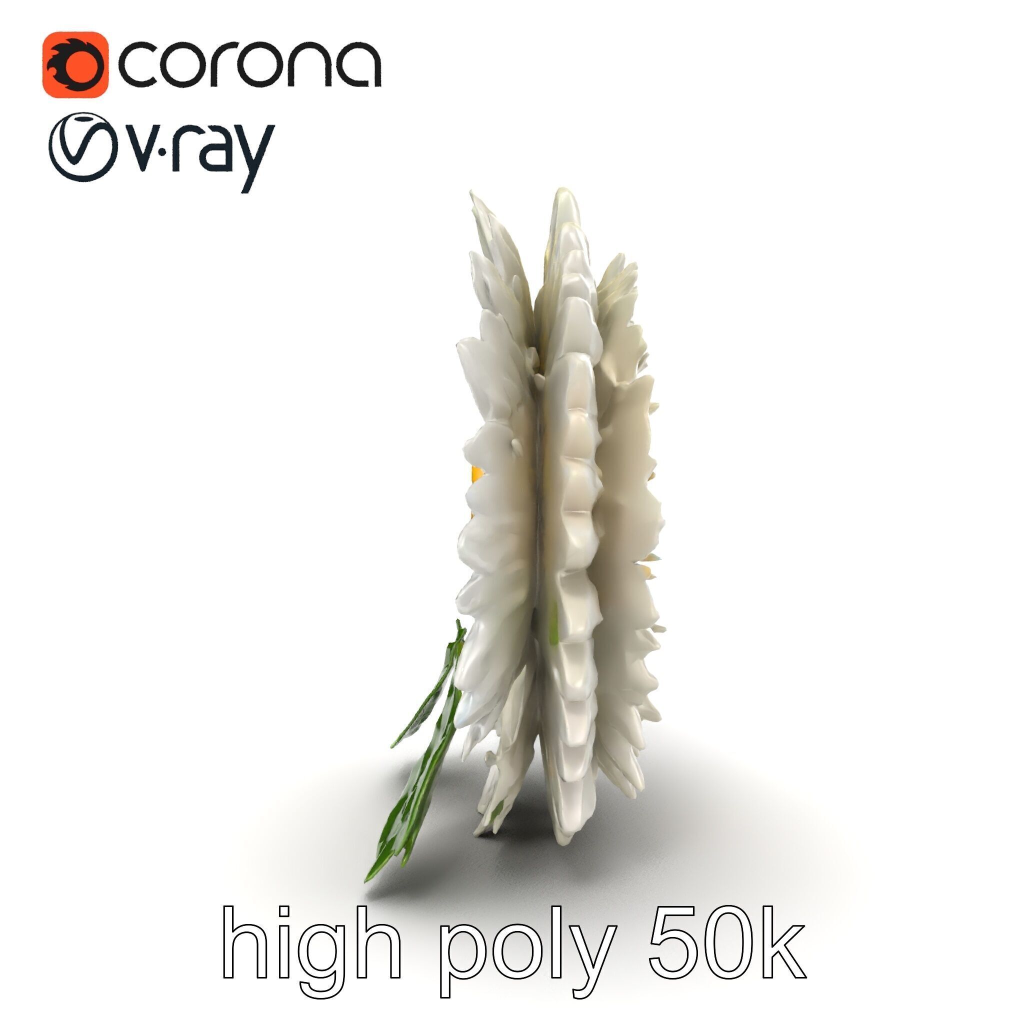Chrysanthemum White Petal Realistic Texture model pack Low-poly 3D model_14