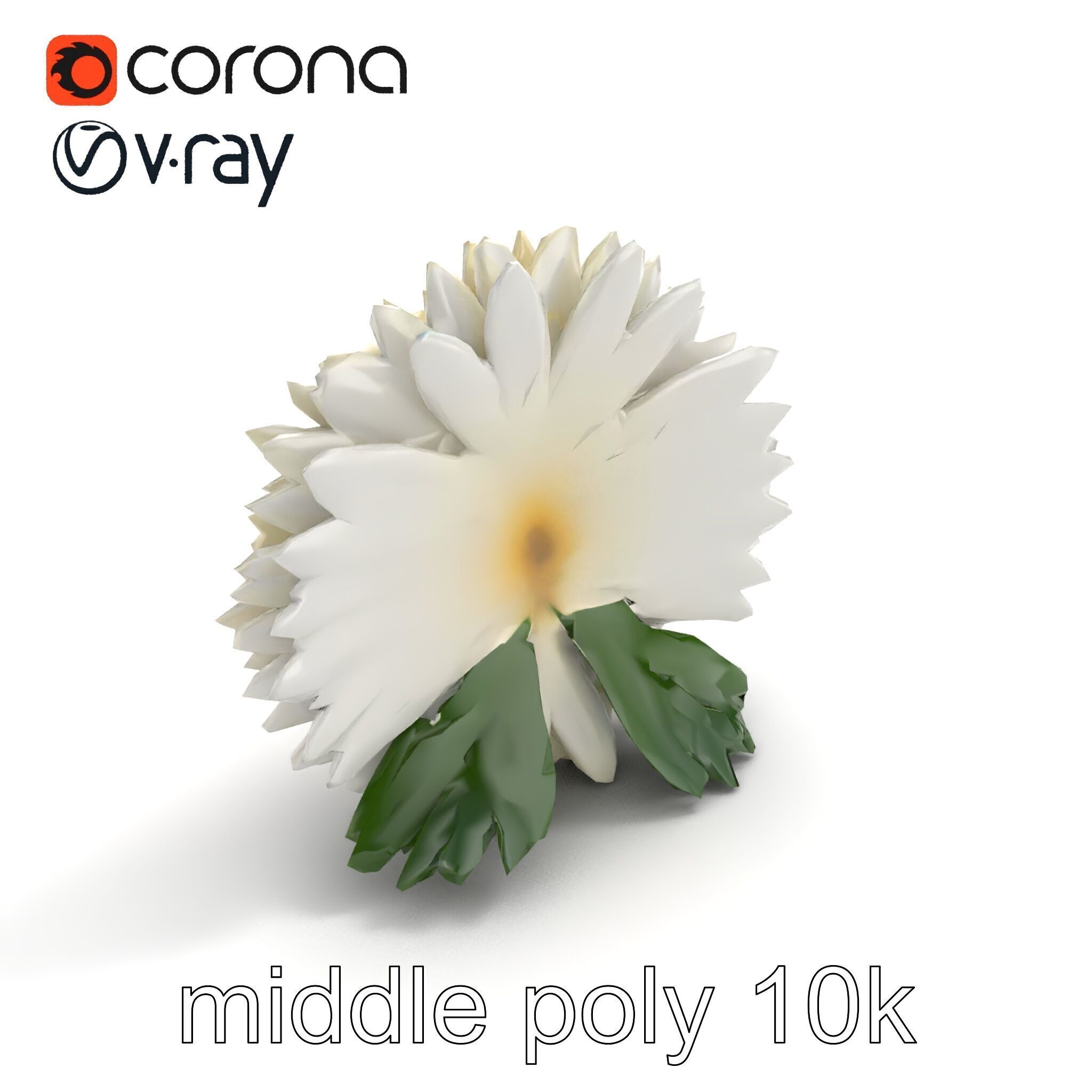 Chrysanthemum White Petal Realistic Texture model pack Low-poly 3D model_7