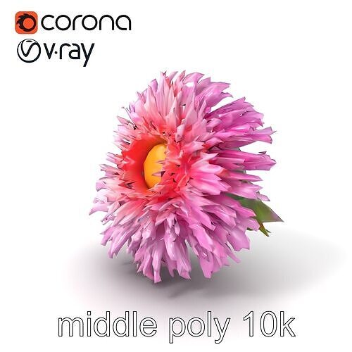 Aster Grandiflora Large Bloom Model Pack Low-poly 3D model