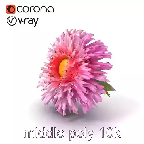 Aster Grandiflora Large Bloom Model Pack Low-poly 3D model