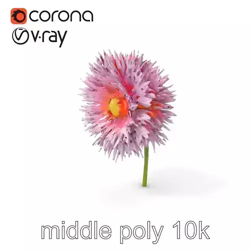 Aster Double Flower Detailed Model Pack Low-poly 3D model