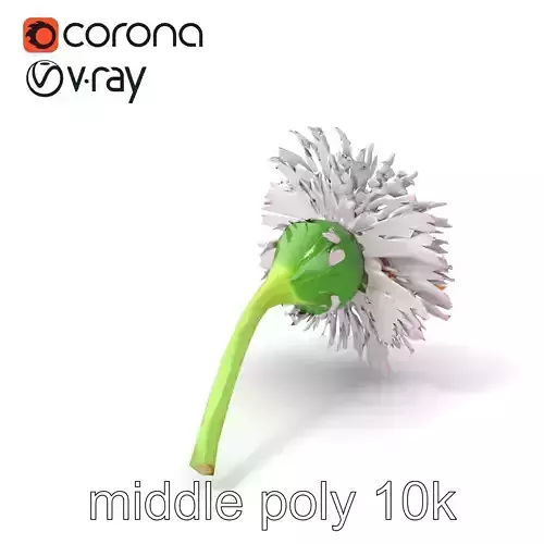 Realistic Aster Flower Model Pack Low-poly 3D model