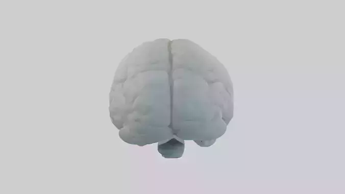 Polar Bear Brain