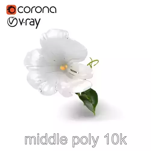 Ipomoea White Flower Model Pack