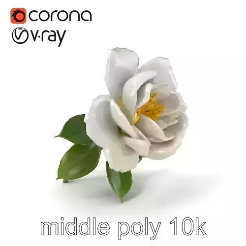 White Rose Blossom Realistic Flower model pack Low-poly 3D model