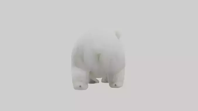 Polar Bear cub playing model