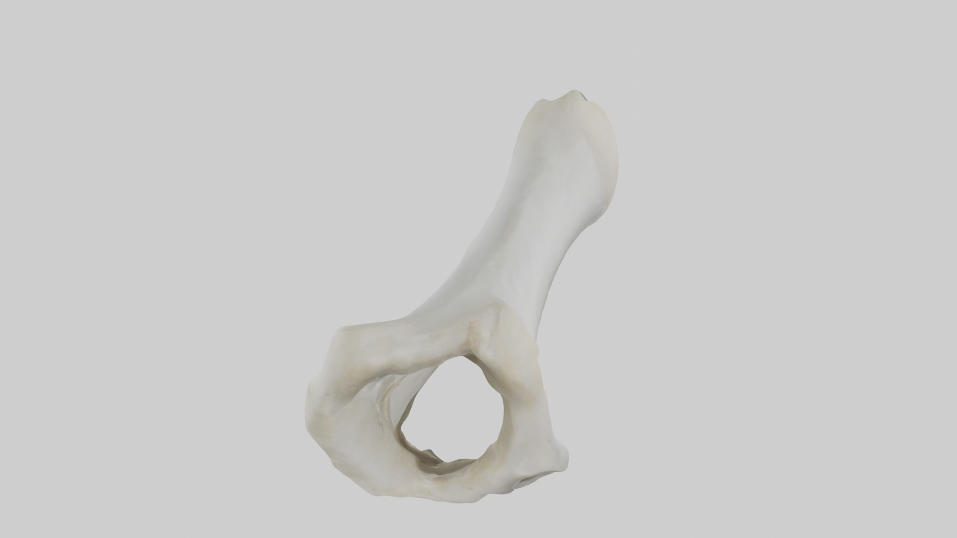 Polar Bear Femur Low-poly 3D model_18