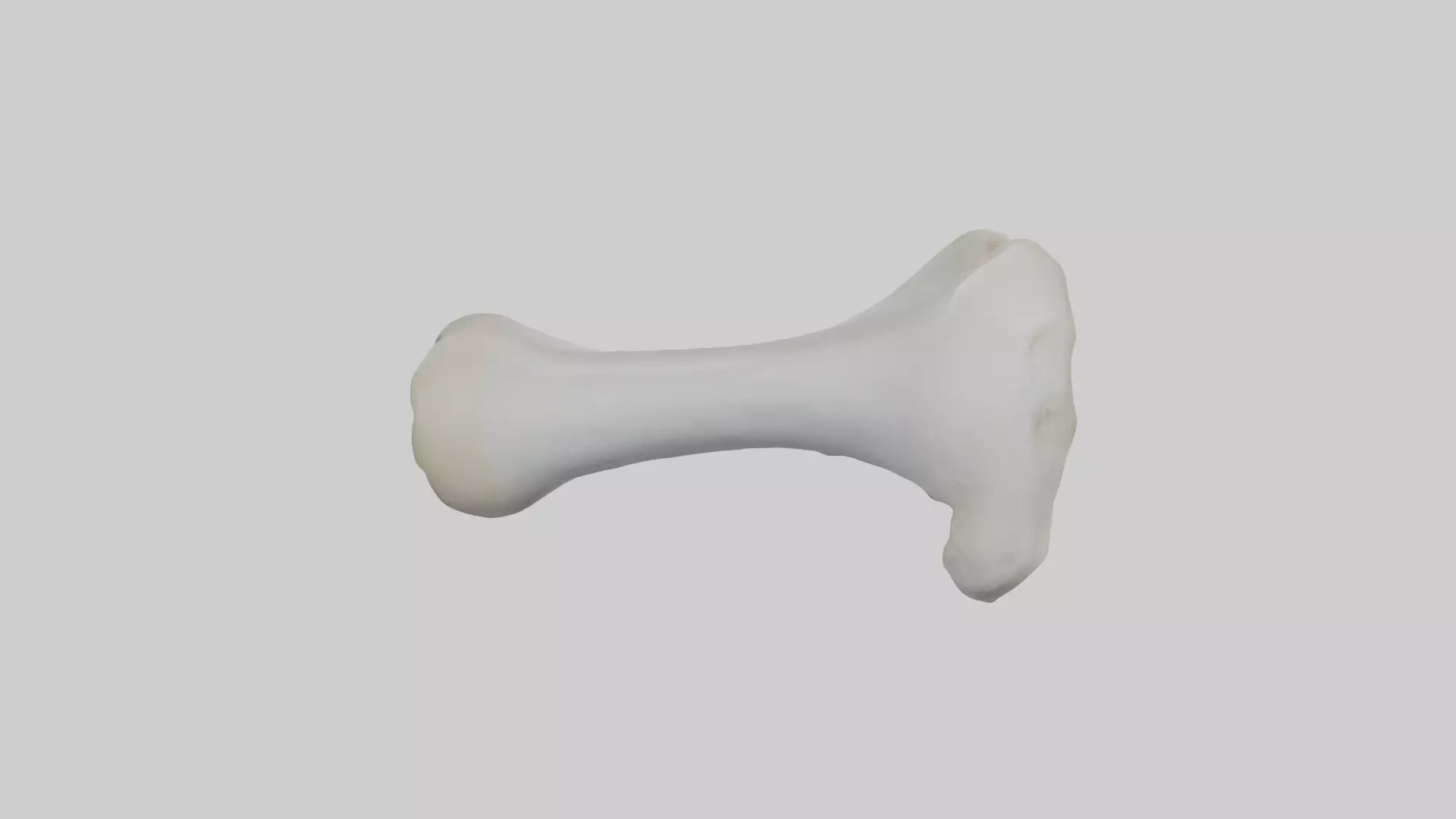 Polar Bear Femur Low-poly 3D model_0