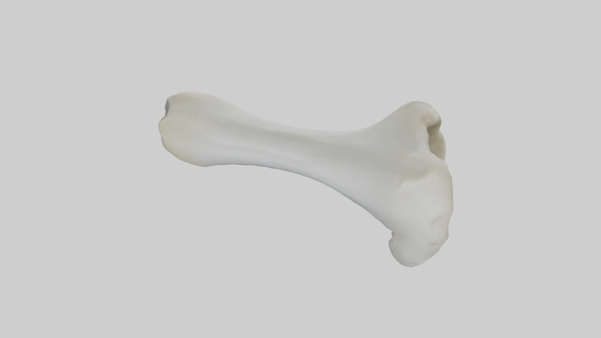 Polar Bear Femur Low-poly 3D model_15