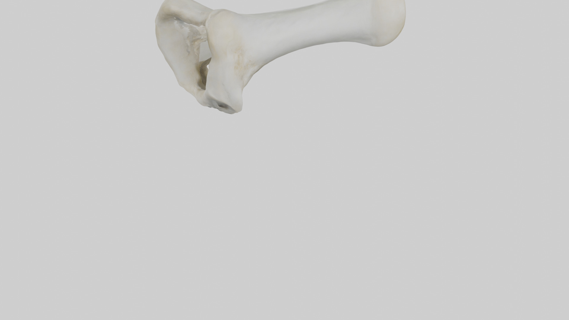 Polar Bear Femur Low-poly 3D model_6