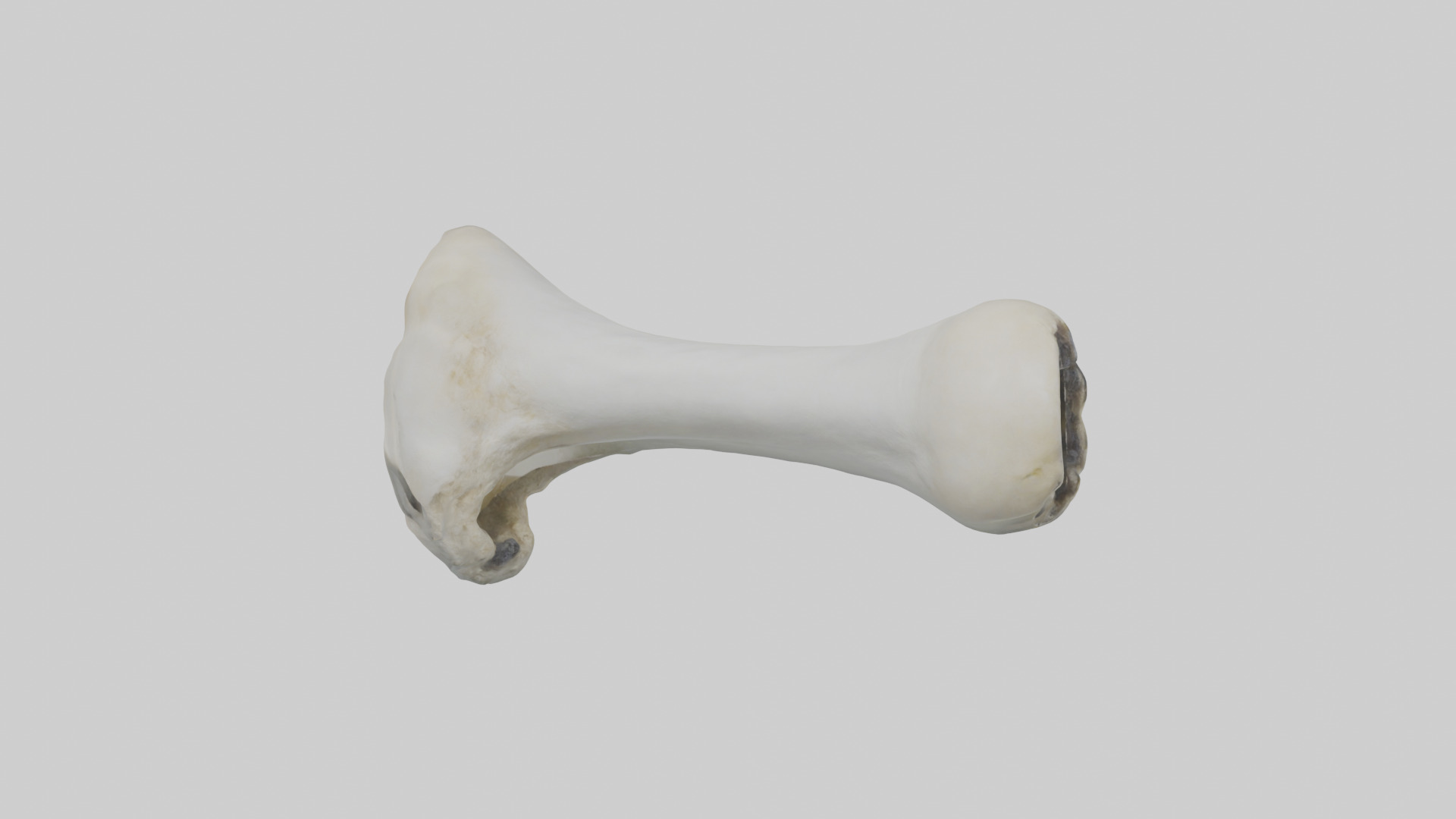 Polar Bear Femur Low-poly 3D model_9