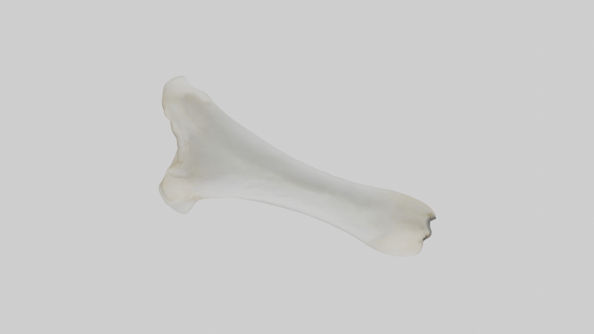 Polar Bear Femur Low-poly 3D model_14