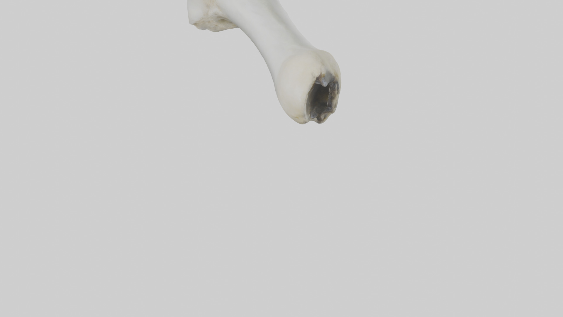 Polar Bear Femur Low-poly 3D model_5