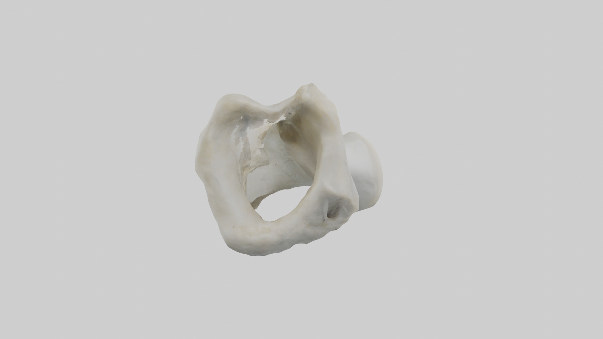 Polar Bear Femur Low-poly 3D model_13