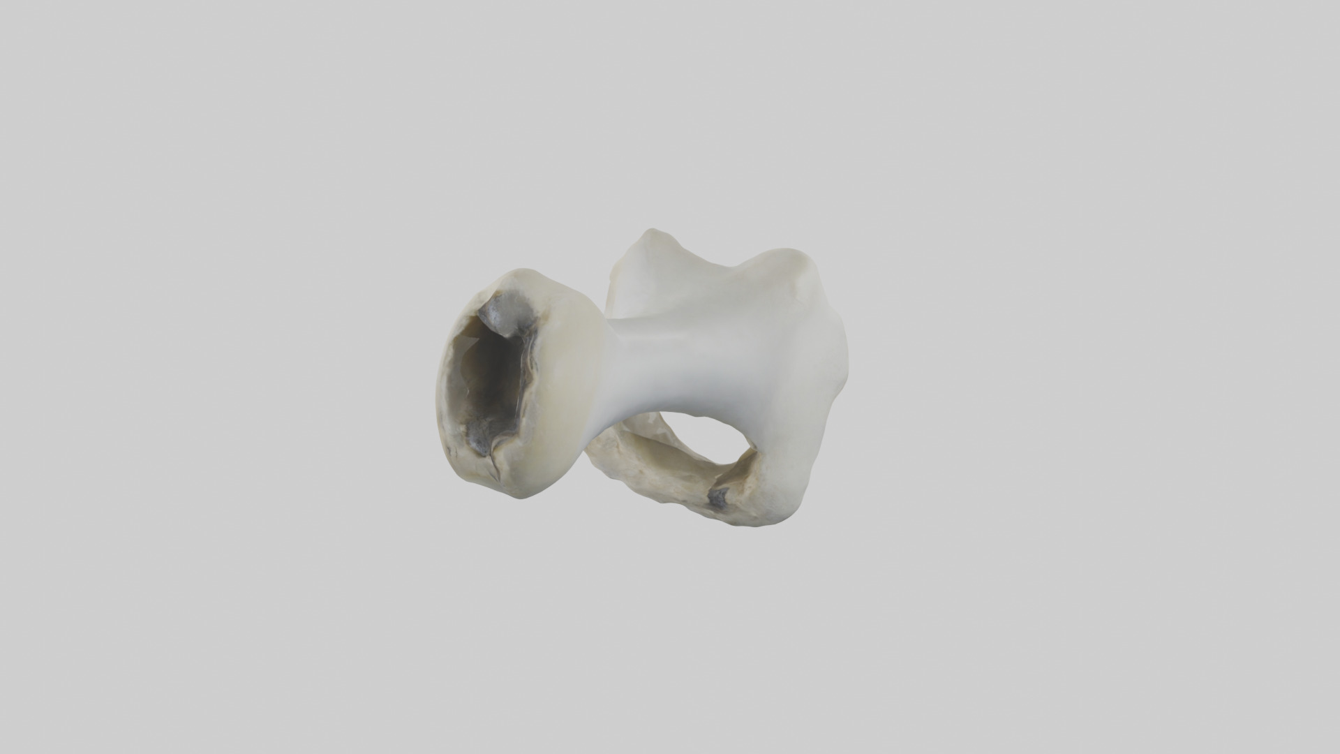 Polar Bear Femur Low-poly 3D model_12