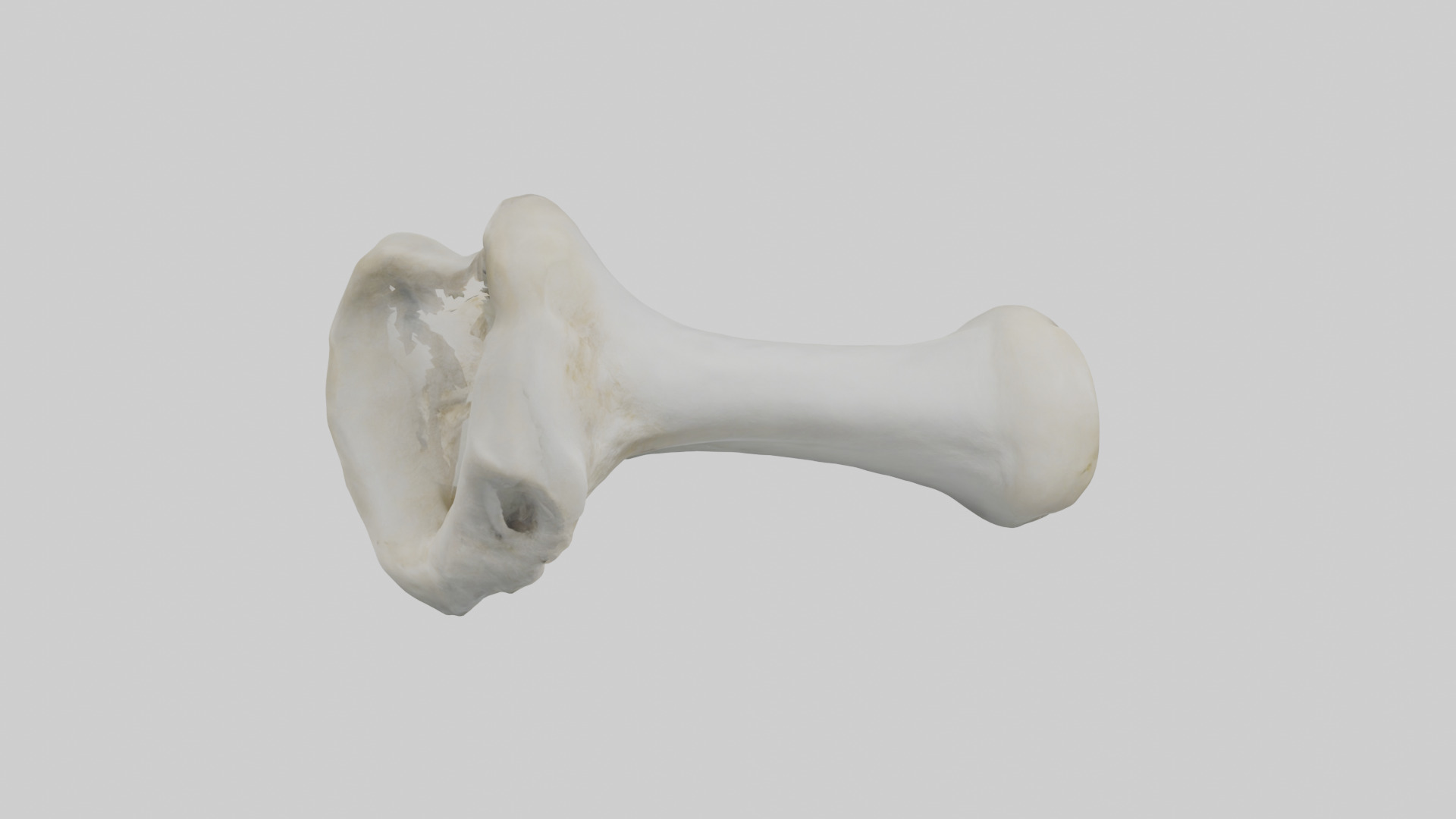 Polar Bear Femur Low-poly 3D model_7