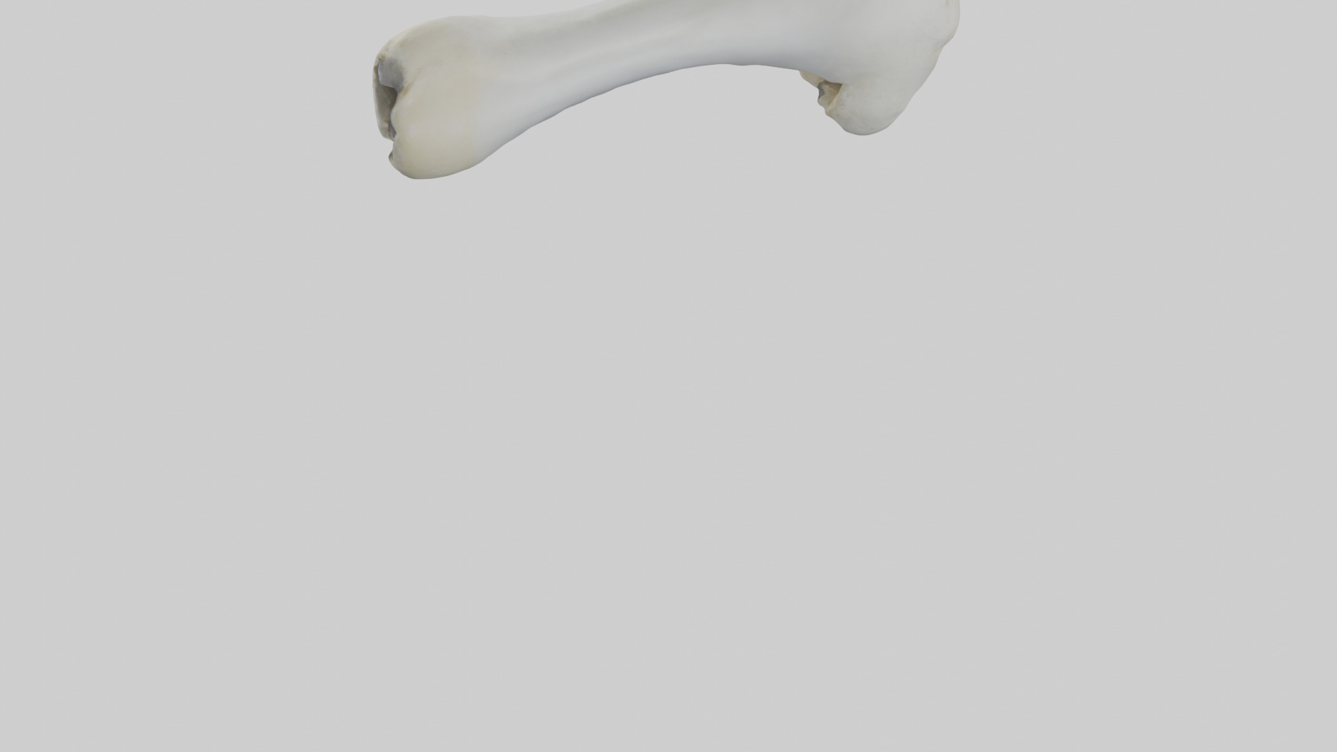 Polar Bear Femur Low-poly 3D model_3