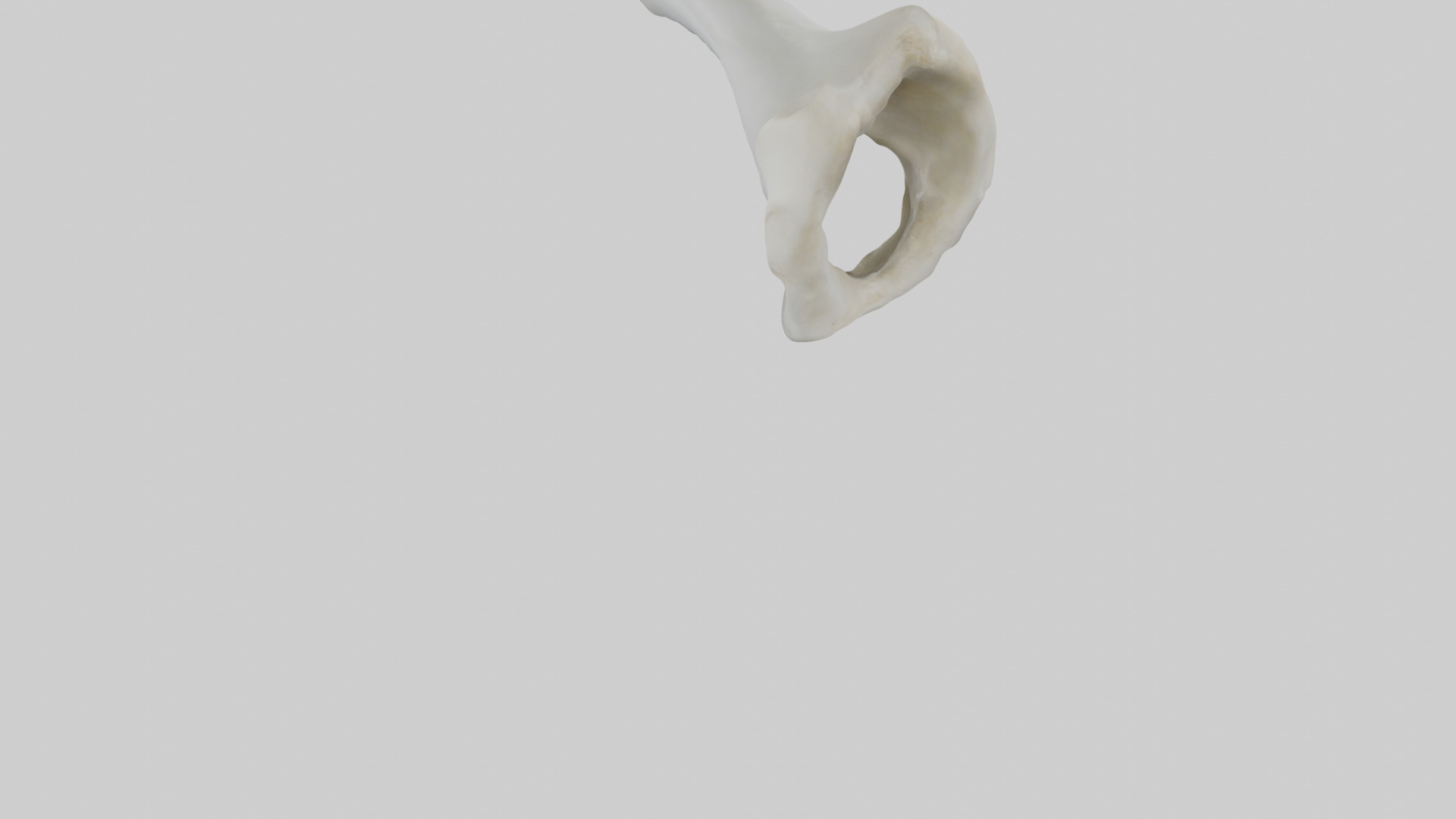 Polar Bear Femur Low-poly 3D model_4