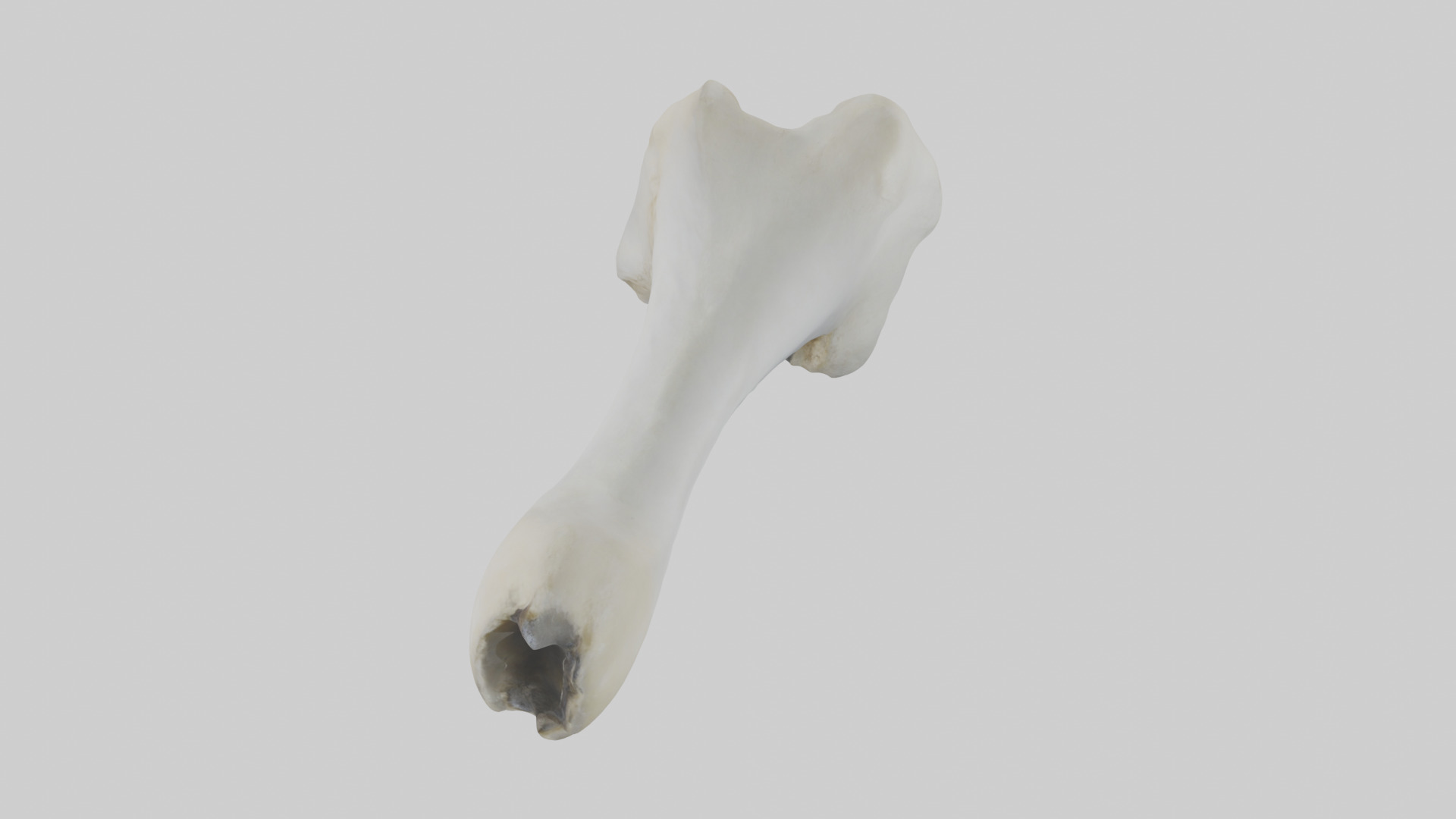 Polar Bear Femur Low-poly 3D model_17