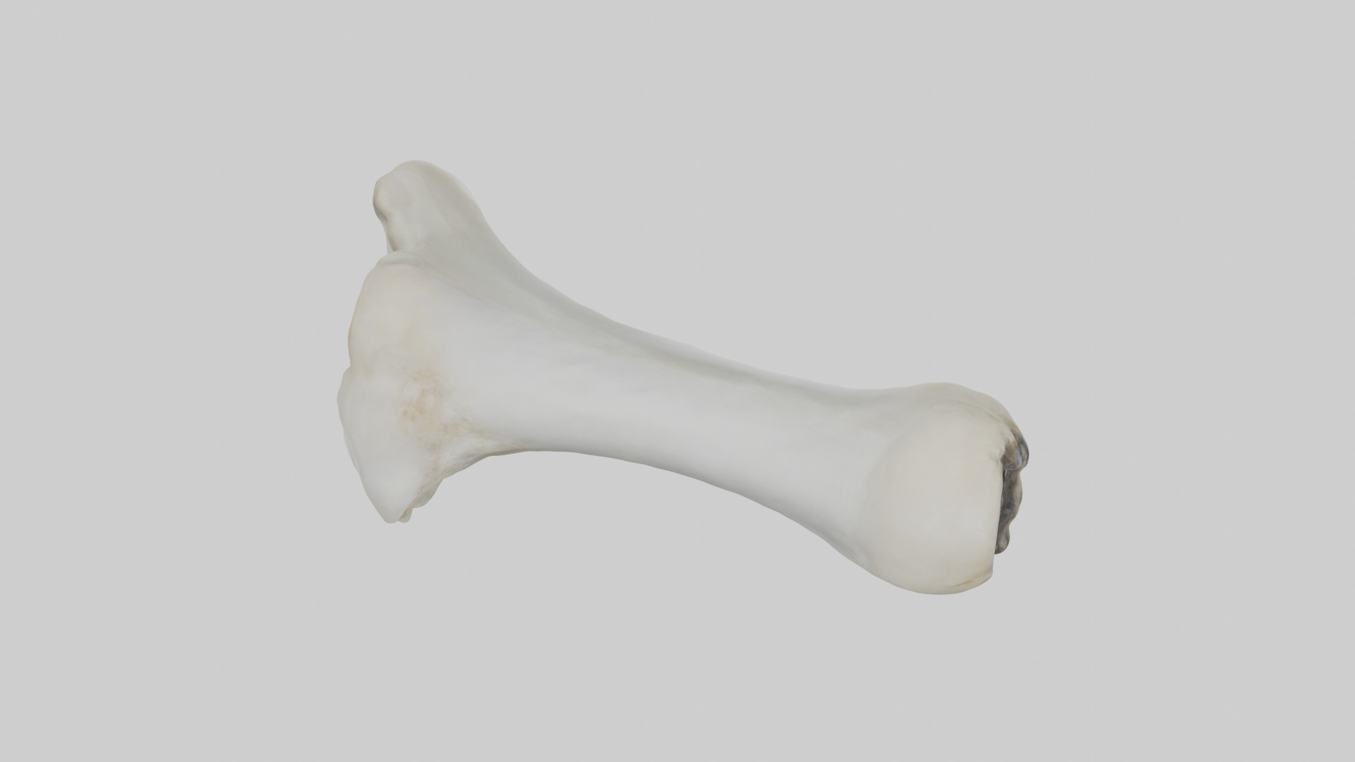 Polar Bear Femur Low-poly 3D model_16