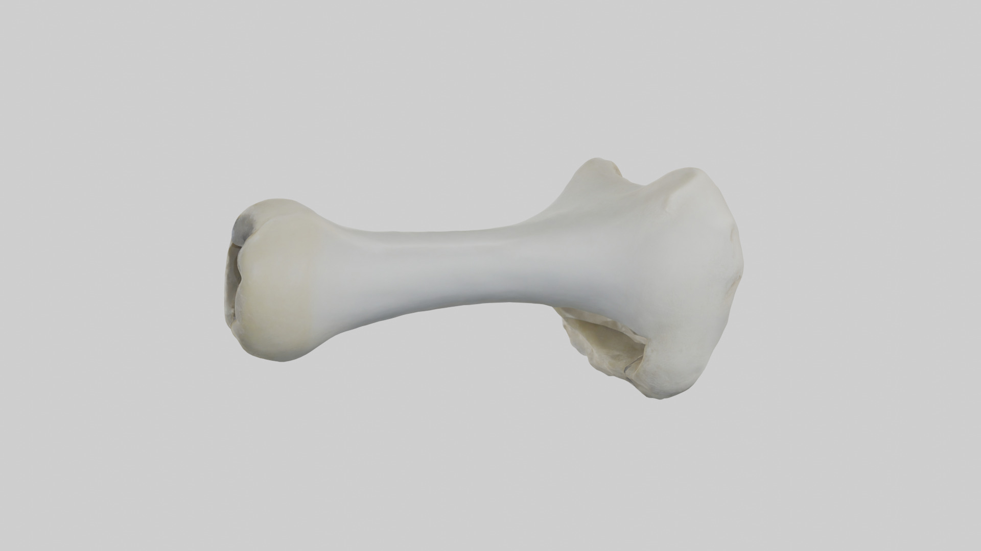 Polar Bear Femur Low-poly 3D model_1