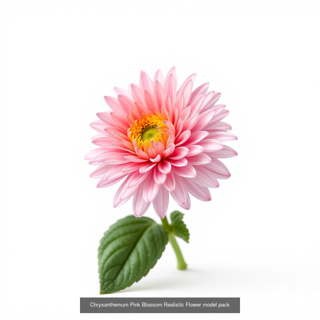 Exquisite Chrysanthemum 3D Model Collection _7