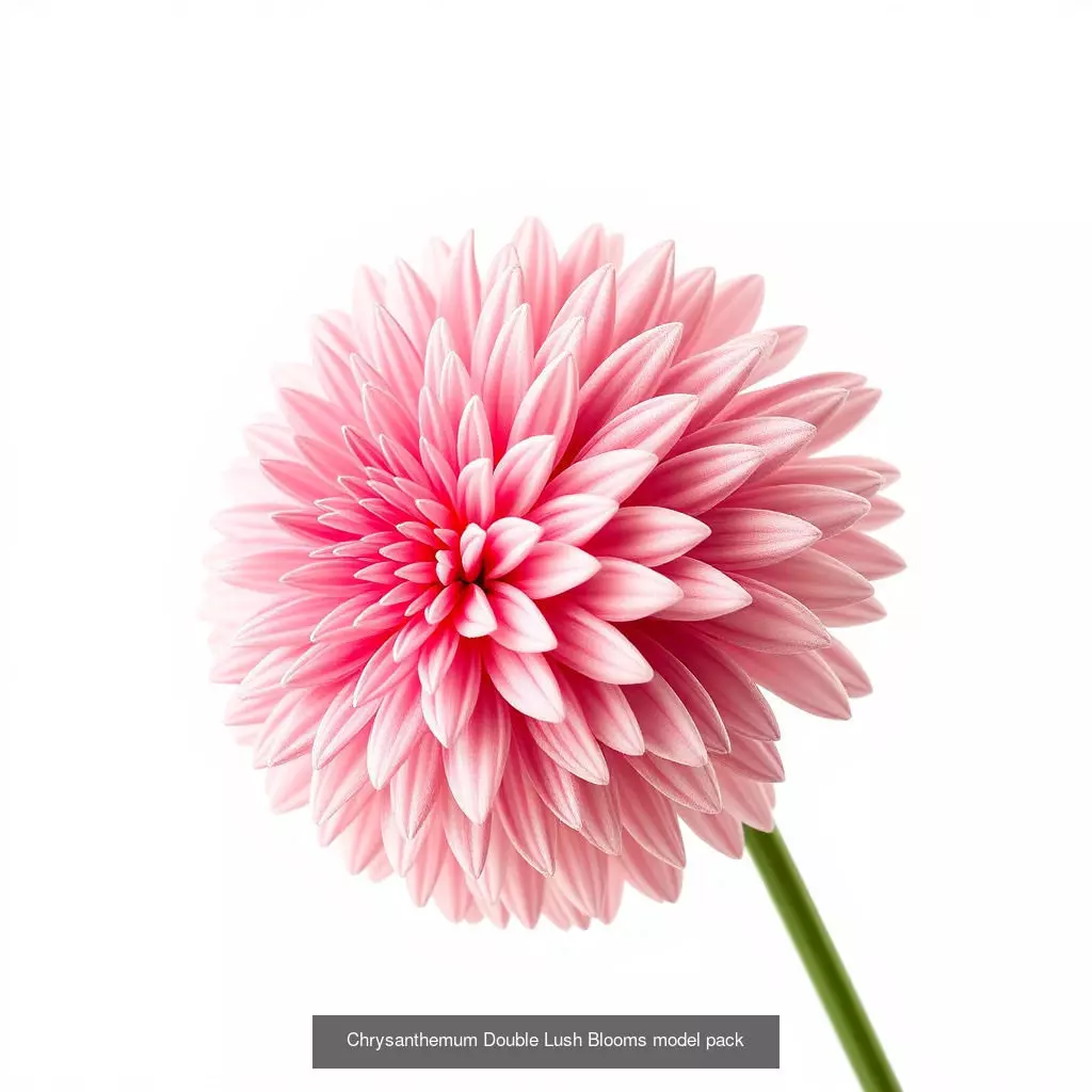 Exquisite Chrysanthemum 3D Model Collection _0