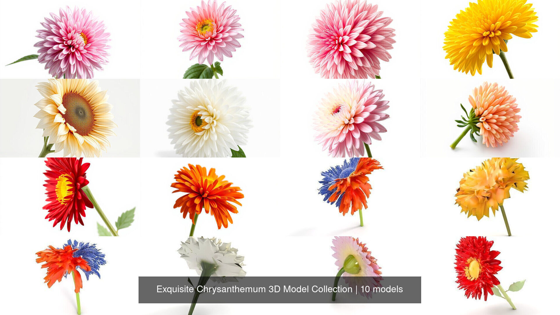 Exquisite Chrysanthemum 3D Model Collection _8