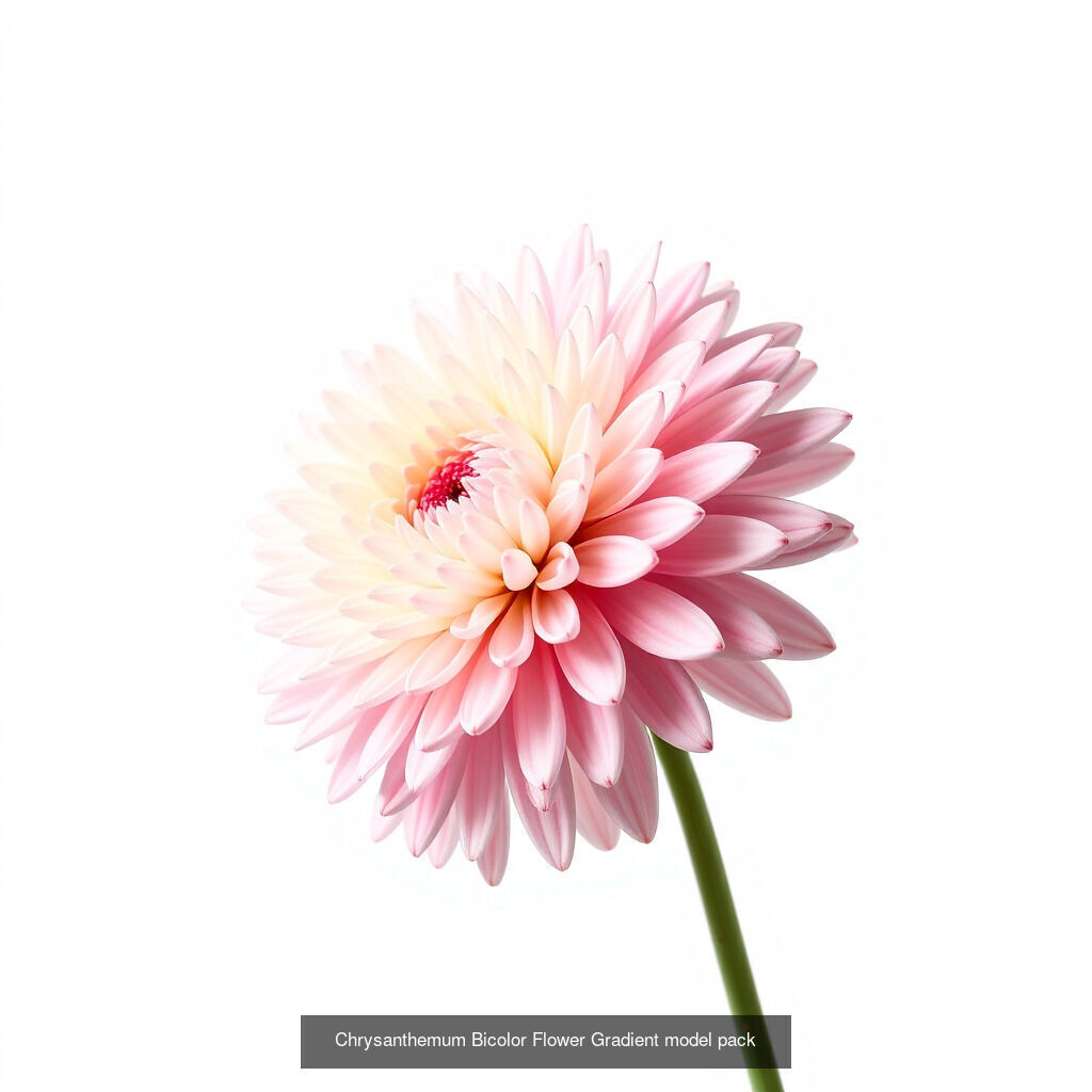 Exquisite Chrysanthemum 3D Model Collection _13