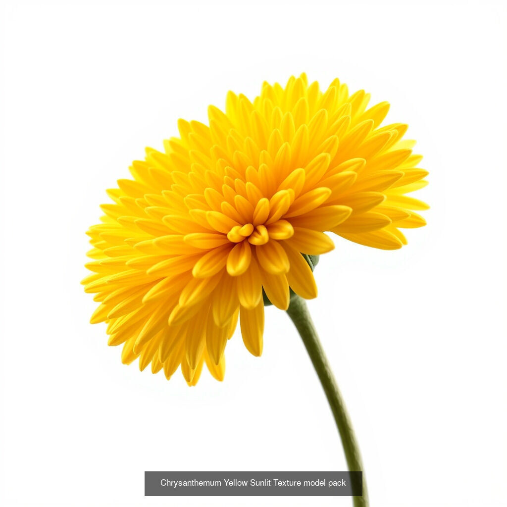 Exquisite Chrysanthemum 3D Model Collection _9