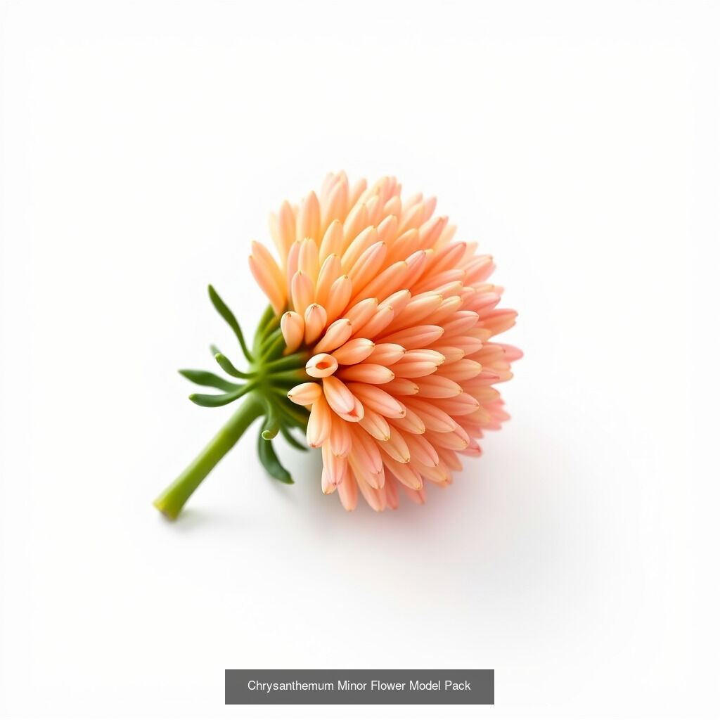 Exquisite Chrysanthemum 3D Model Collection _14