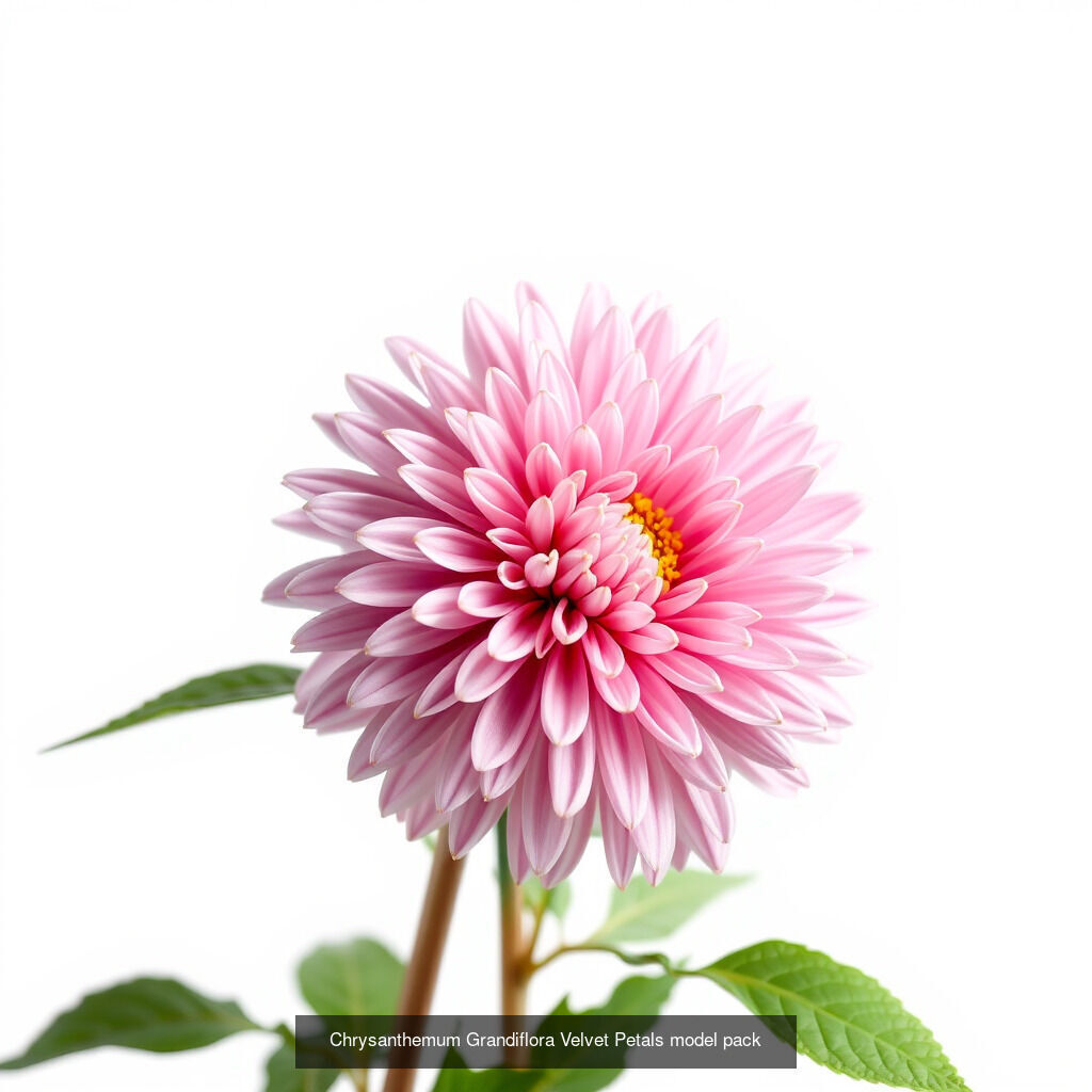 Exquisite Chrysanthemum 3D Model Collection _6