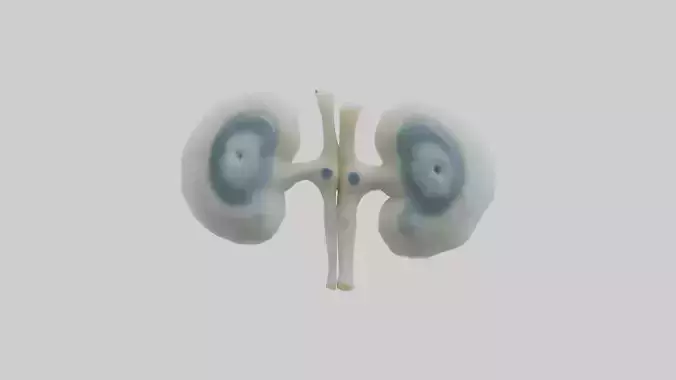 Polar Bear Kidneys