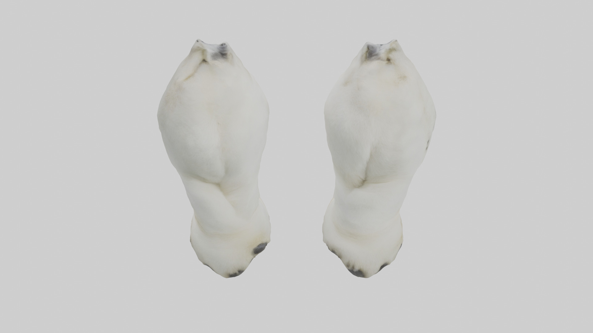 Polar Bear Paws Low-poly 3D model_15