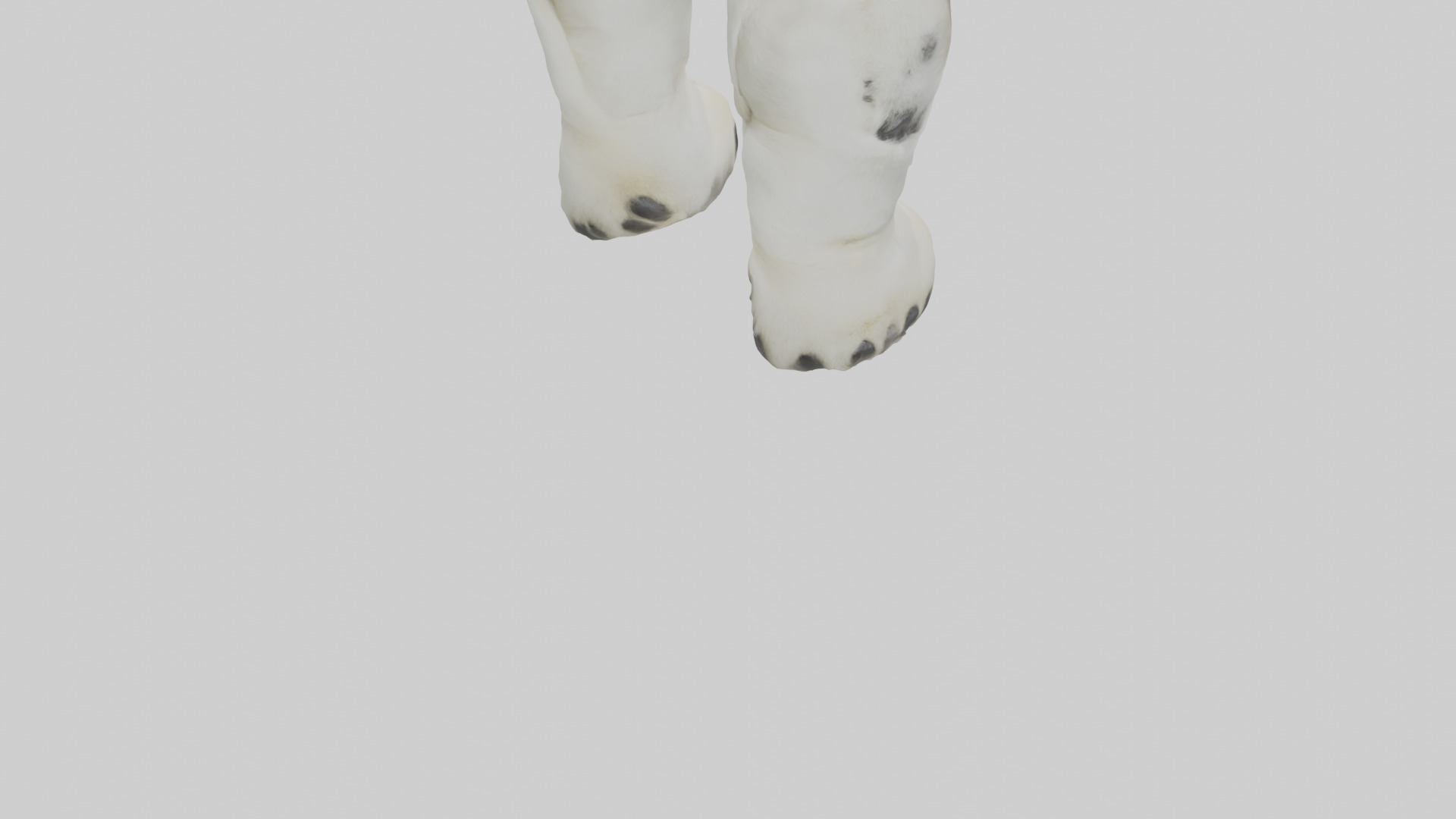 Polar Bear Paws Low-poly 3D model_4