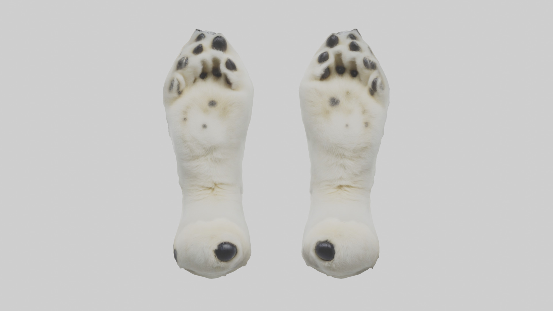Polar Bear Paws Low-poly 3D model_9