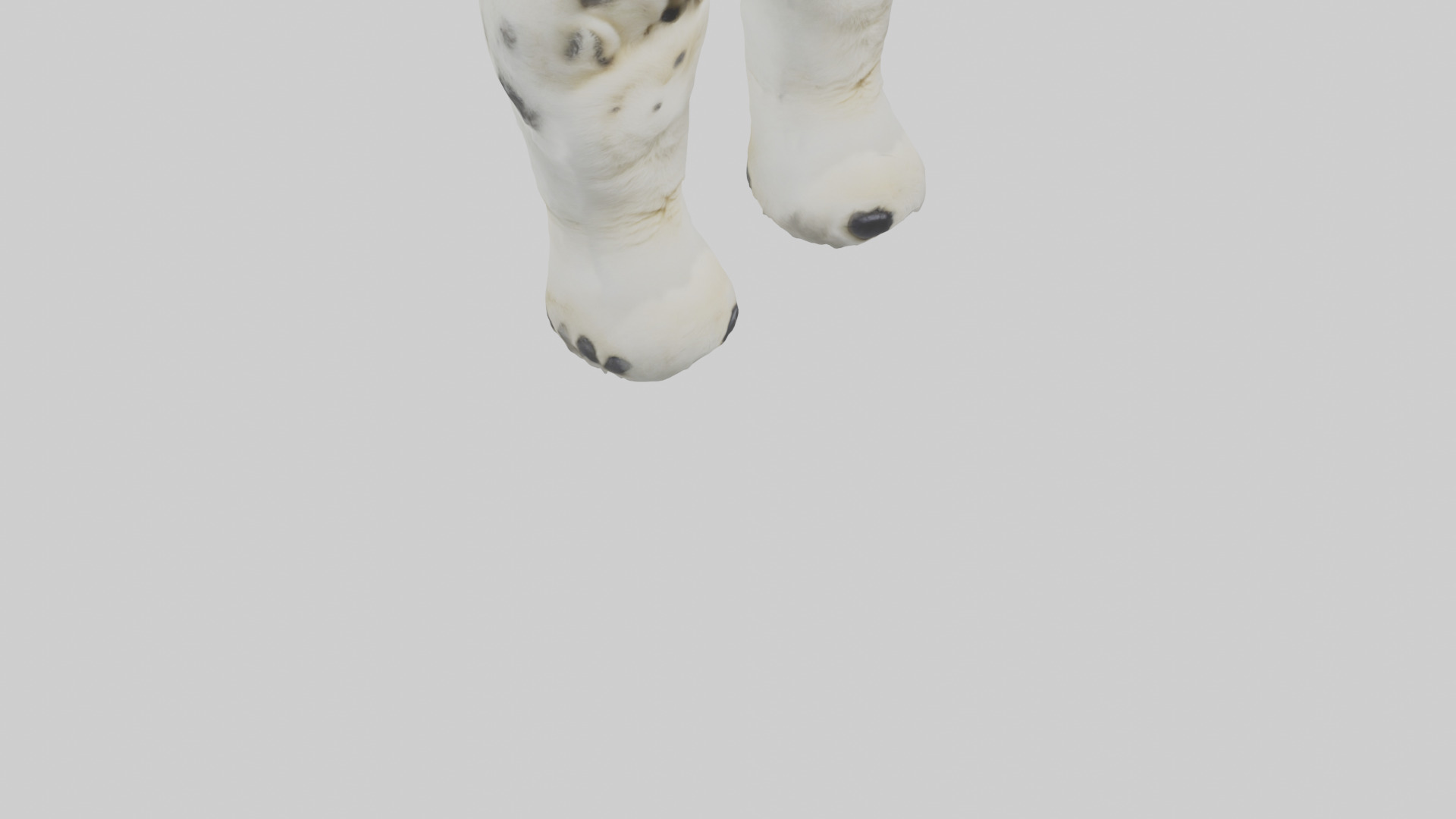 Polar Bear Paws Low-poly 3D model_6