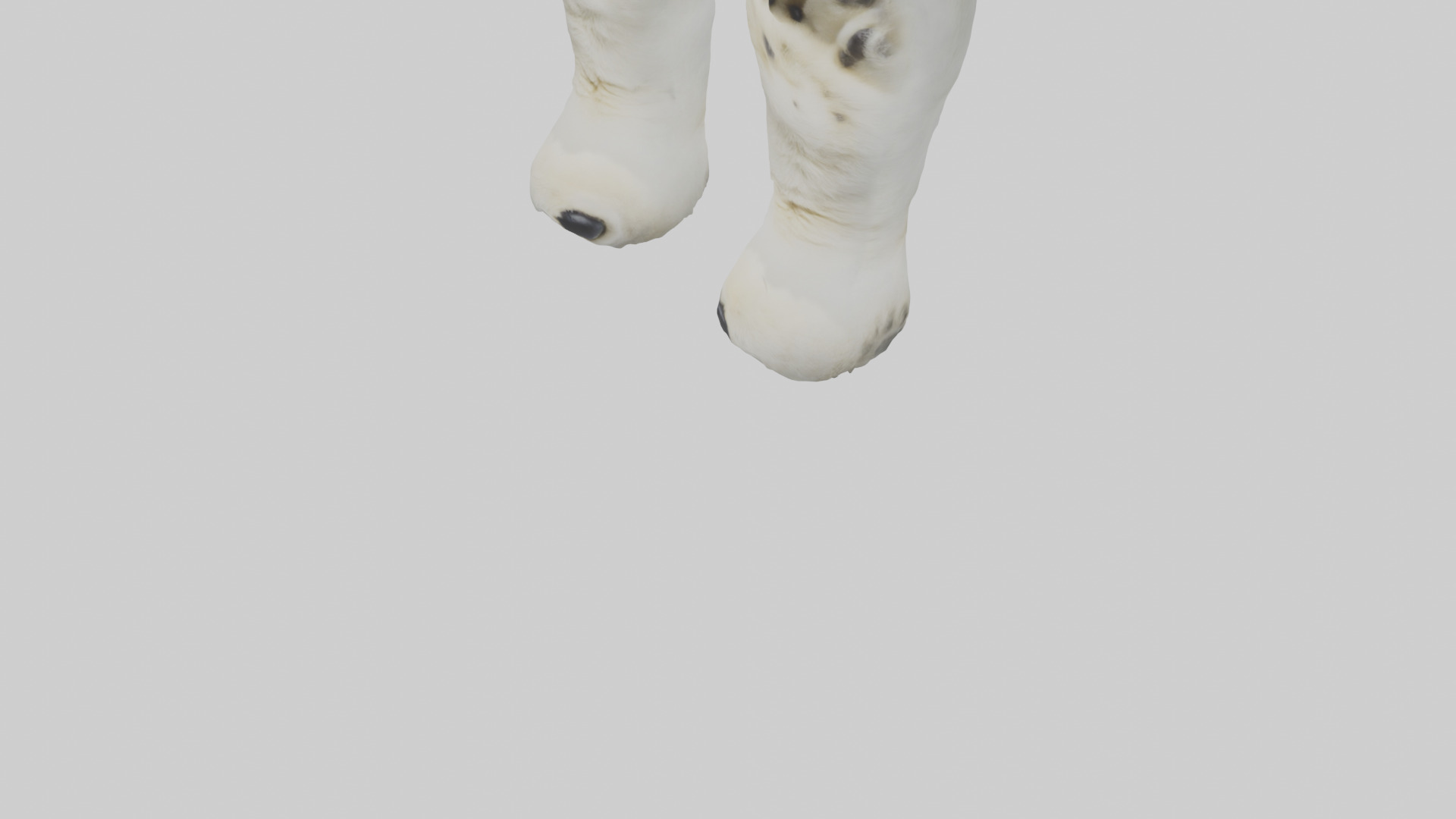 Polar Bear Paws Low-poly 3D model_5